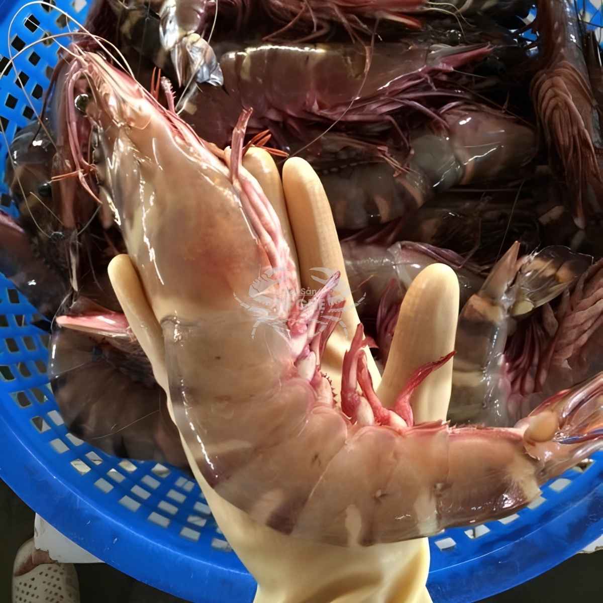 Tôm sú biển tươi size lớn giá mới nhất